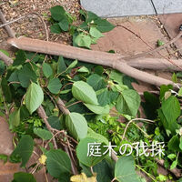 画像1838